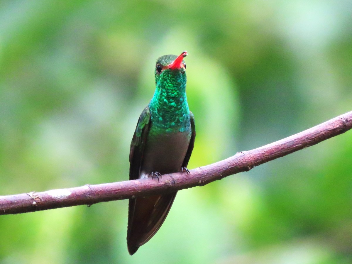 Rufous-tailed Hummingbird - Hugo Foxonet