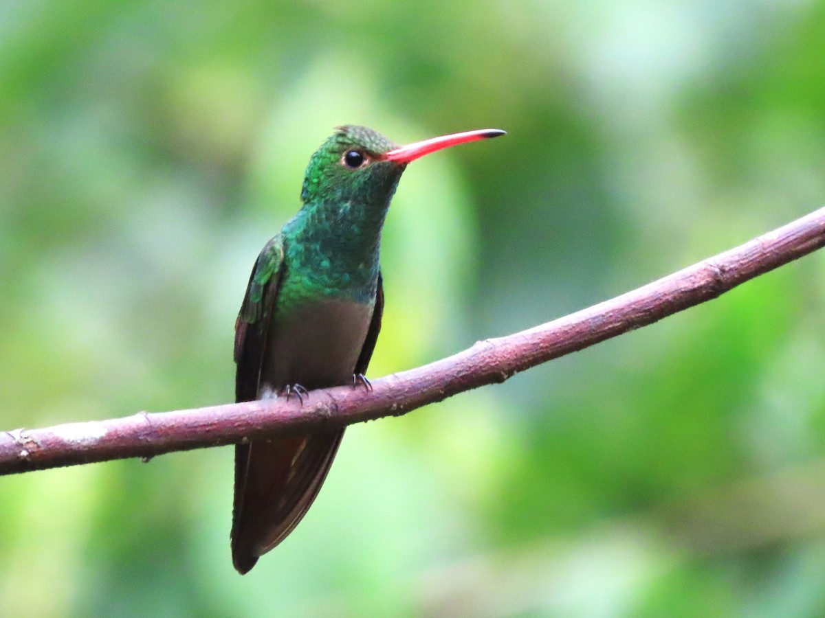 Rufous-tailed Hummingbird - Hugo Foxonet