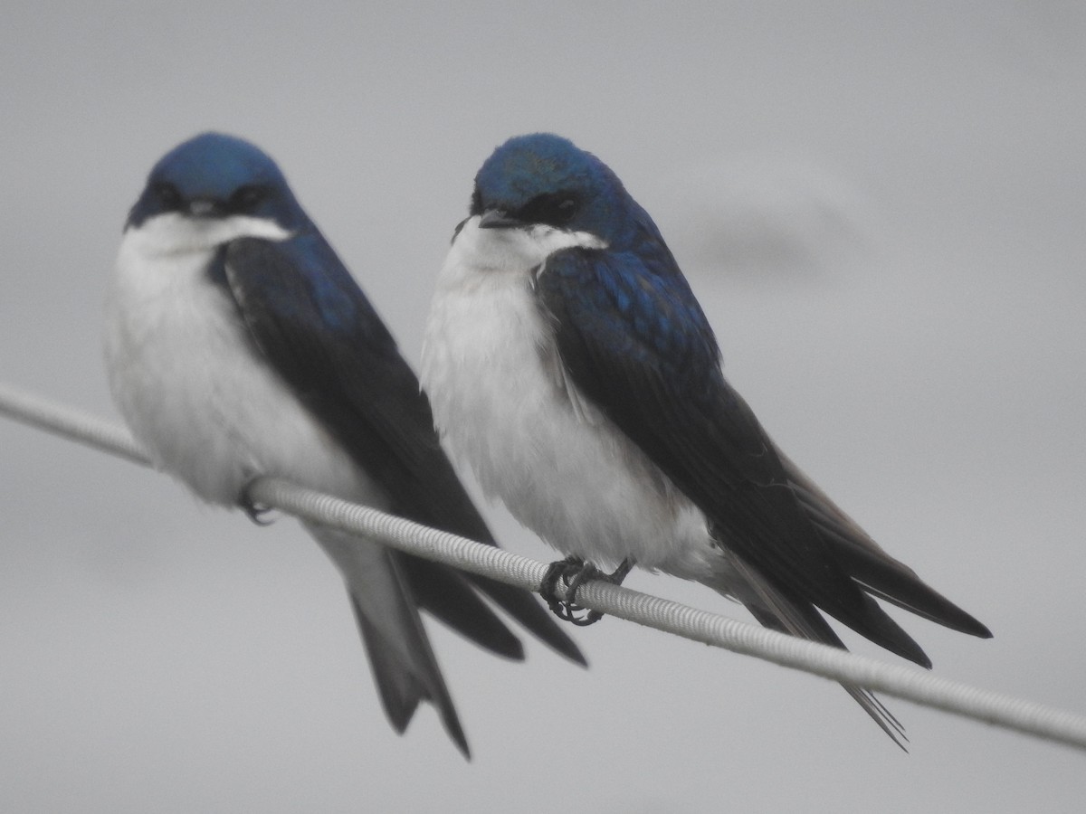 Tree Swallow - Peter Erickson