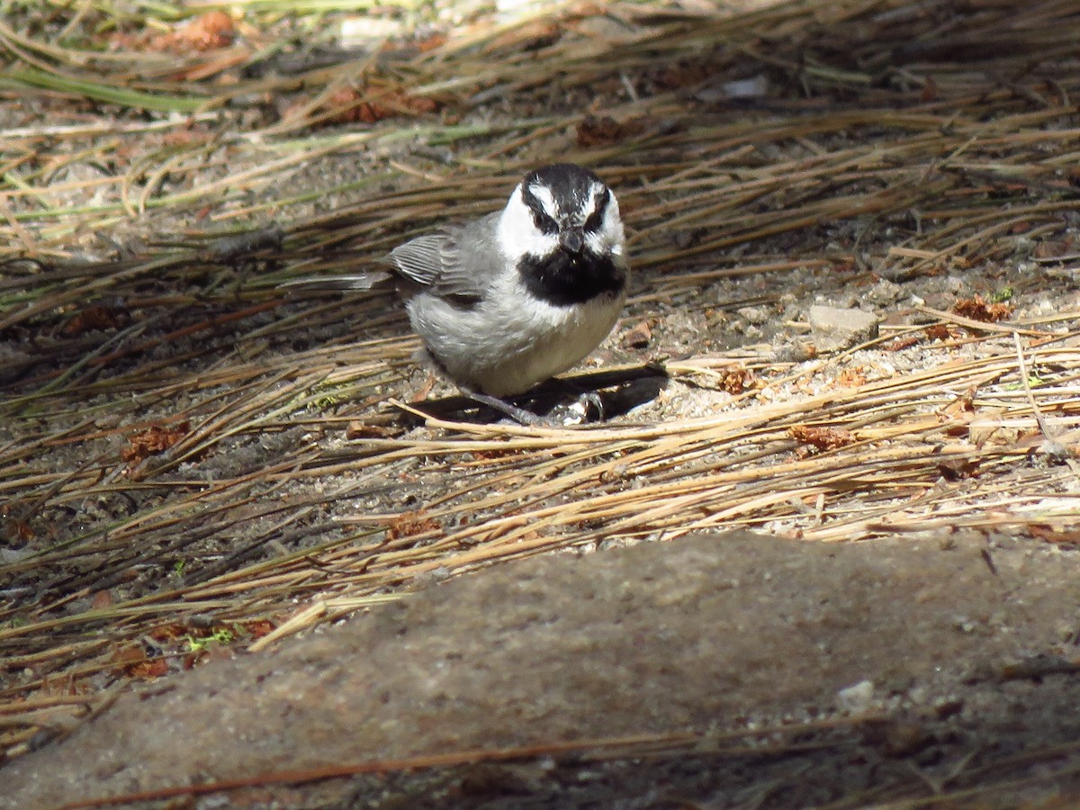 Mountain Chickadee - Eric Wier