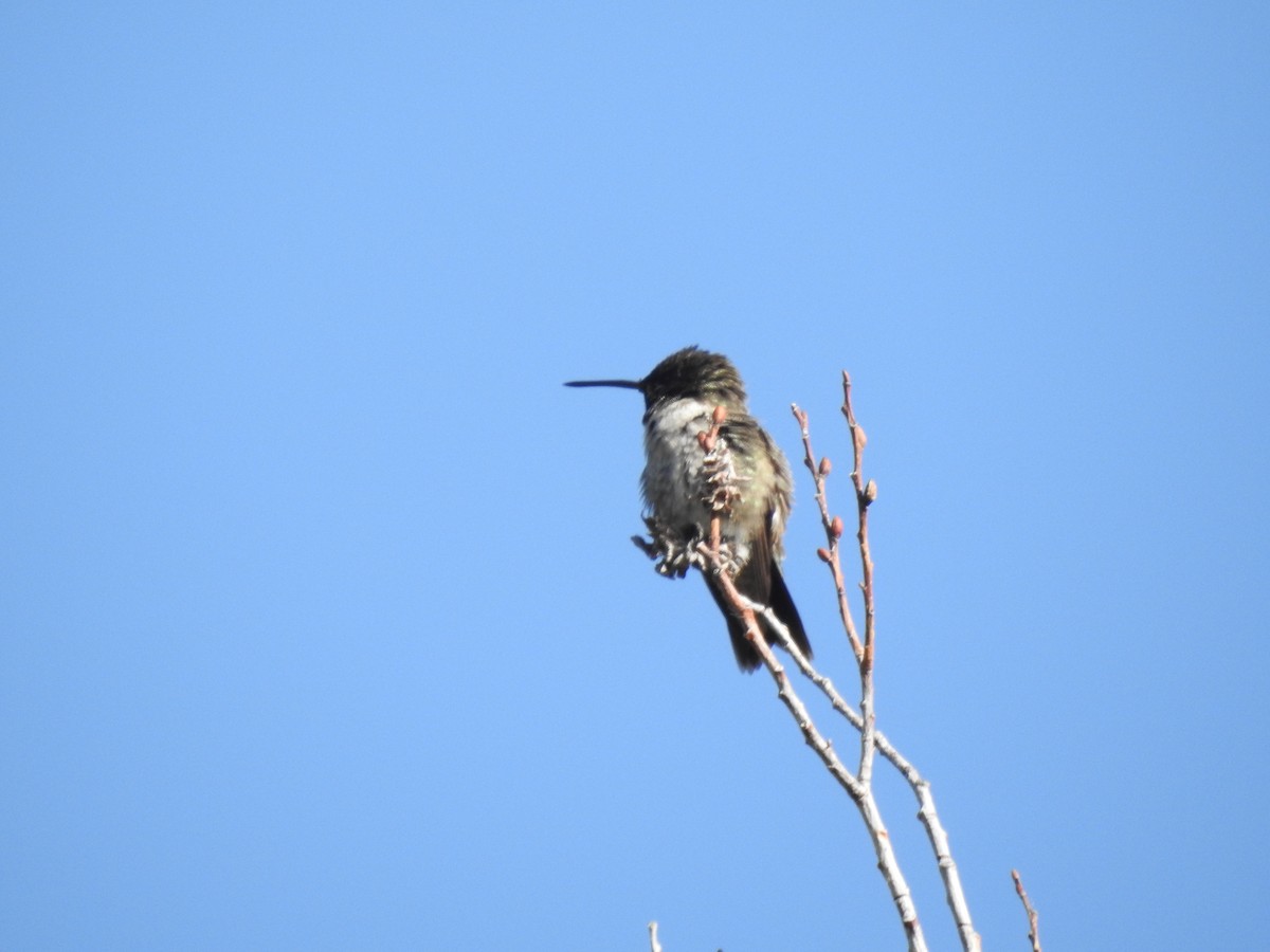 Black-chinned Hummingbird - Victoria Vosburg