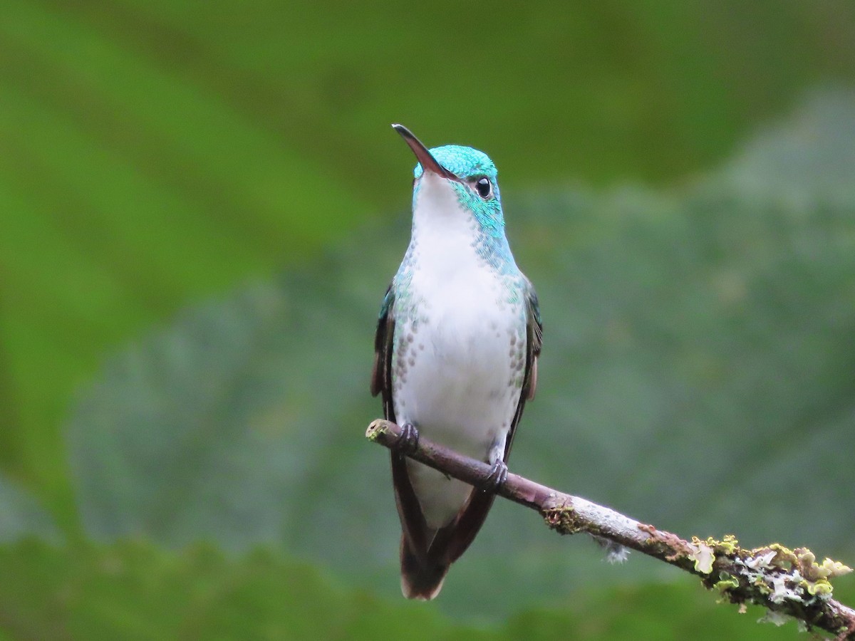 kolibřík andský - ML619459846
