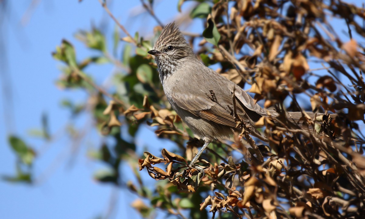 Tufted Tit-Spinetail - ML619459848