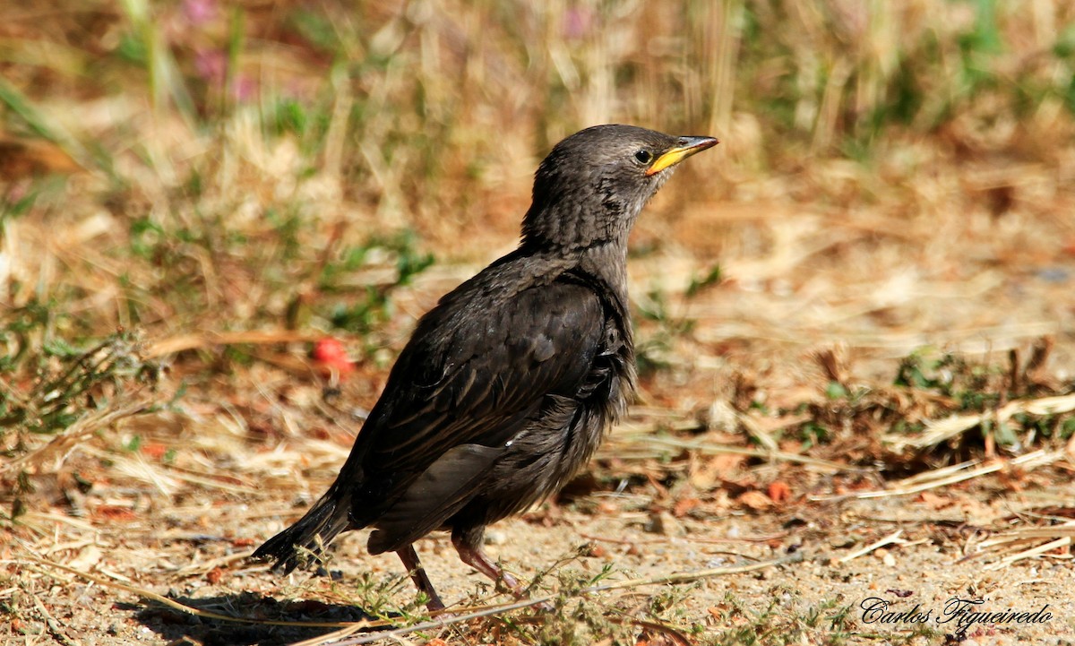 Spotless Starling - Carlos Figueiredo