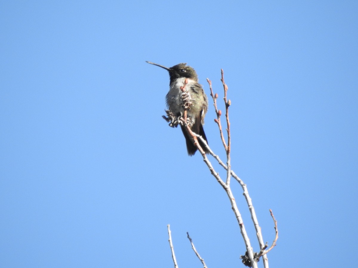 Black-chinned Hummingbird - Victoria Vosburg