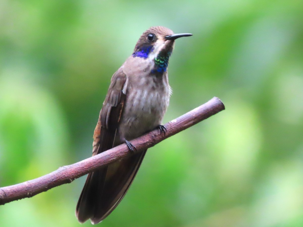 Brown Violetear - Hugo Foxonet