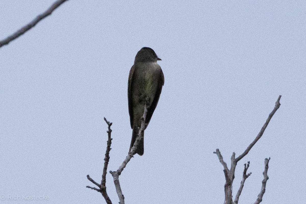 Eastern Wood-Pewee - Rich Kostecke