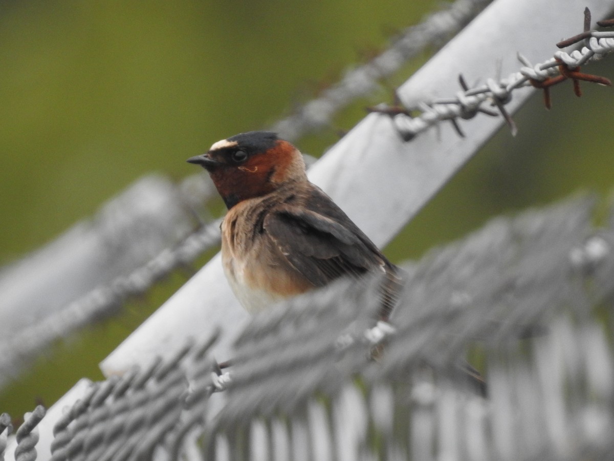 Cliff Swallow - Peter Erickson