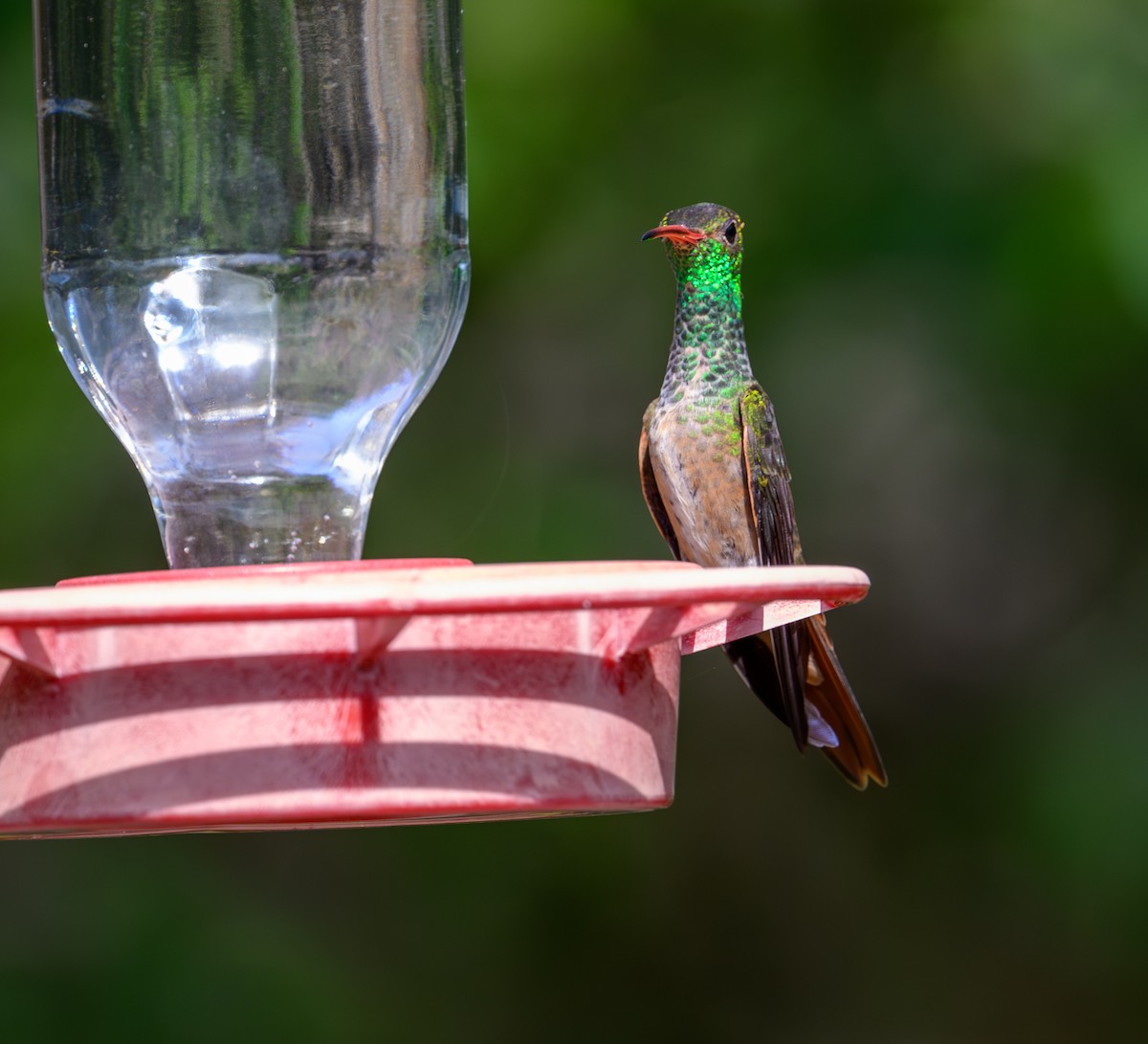 Buff-bellied Hummingbird - Patti Koger
