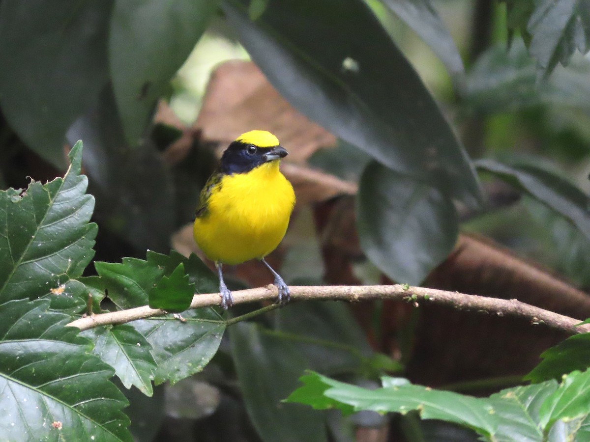 Thick-billed Euphonia - Hugo Foxonet