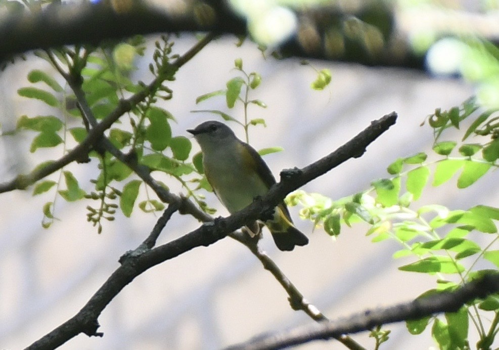 American Redstart - Joseph Tanen