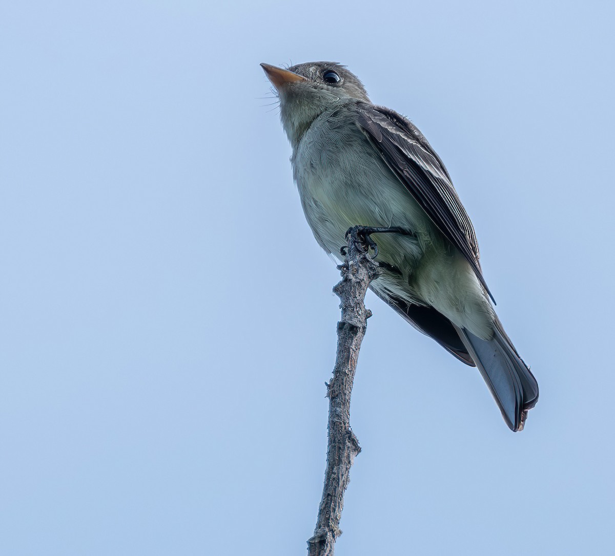 Eastern Wood-Pewee - ML619459884