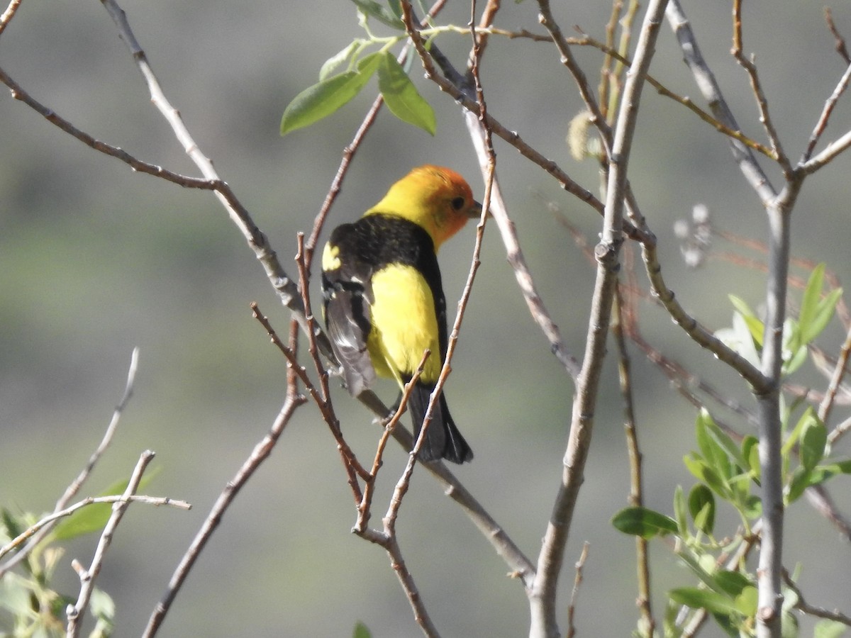 Western Tanager - Victoria Vosburg