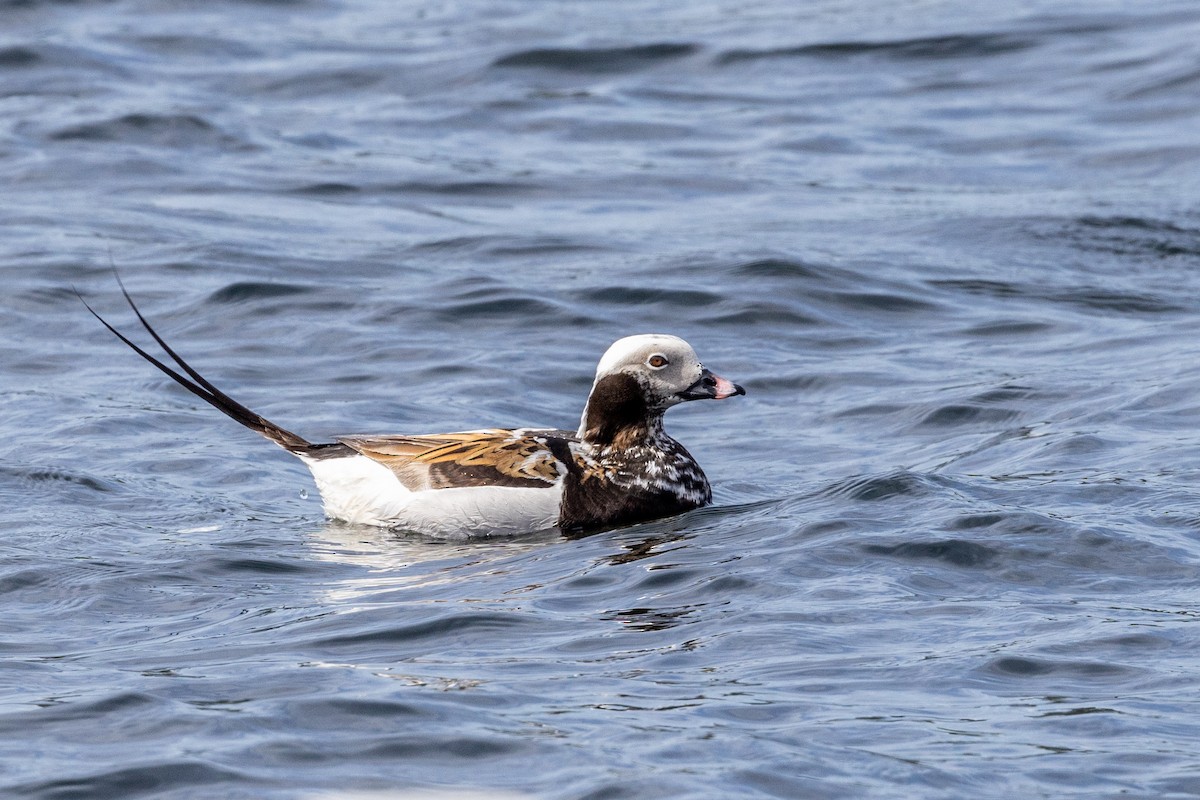 Long-tailed Duck - Jacques Brisson