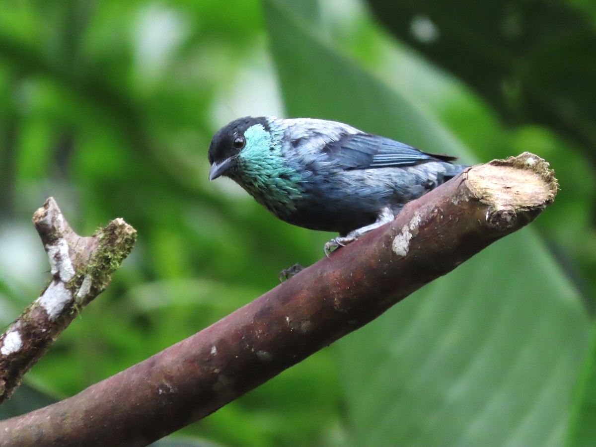 Silver-throated Tanager - Hugo Foxonet