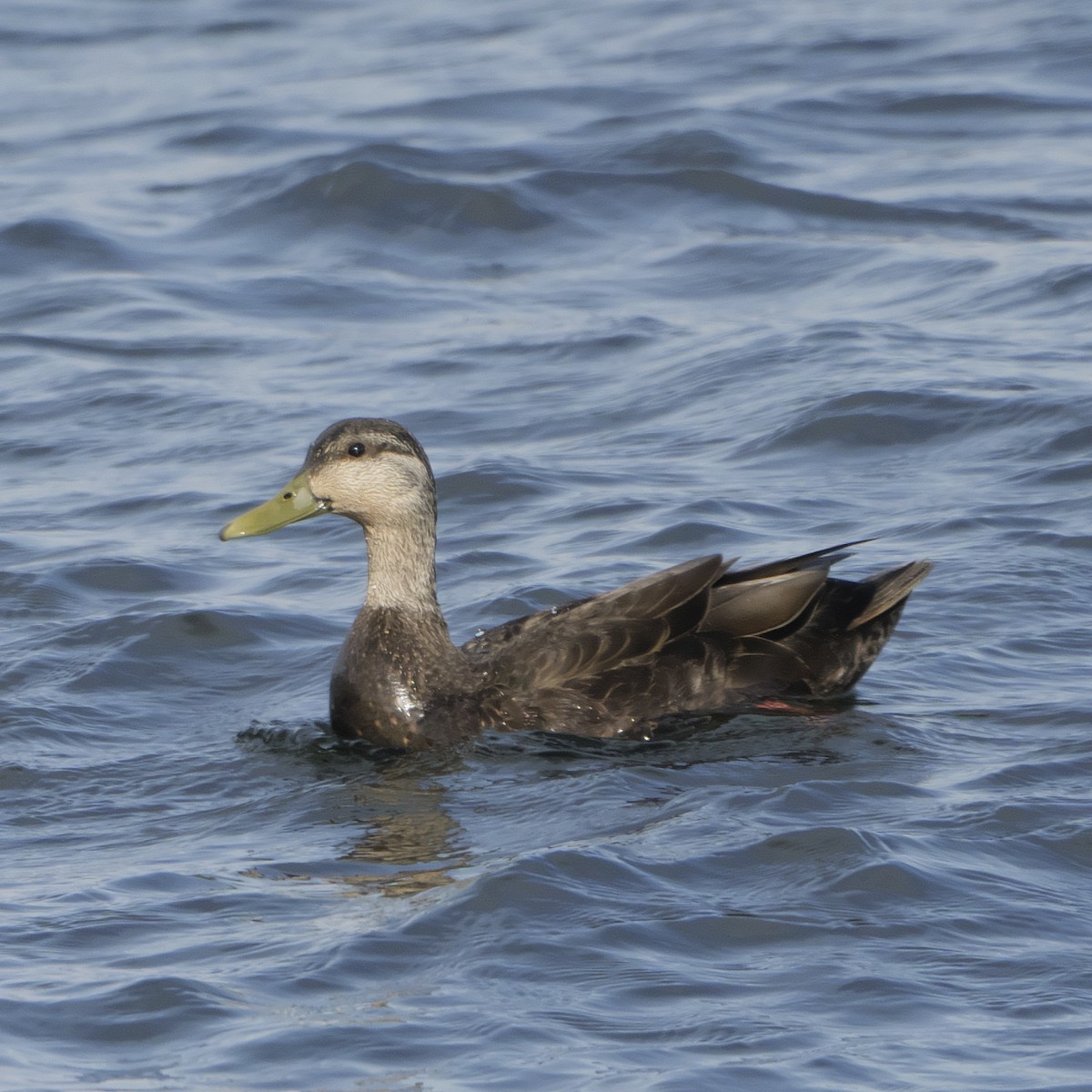 American Black Duck - Guillaume Charette