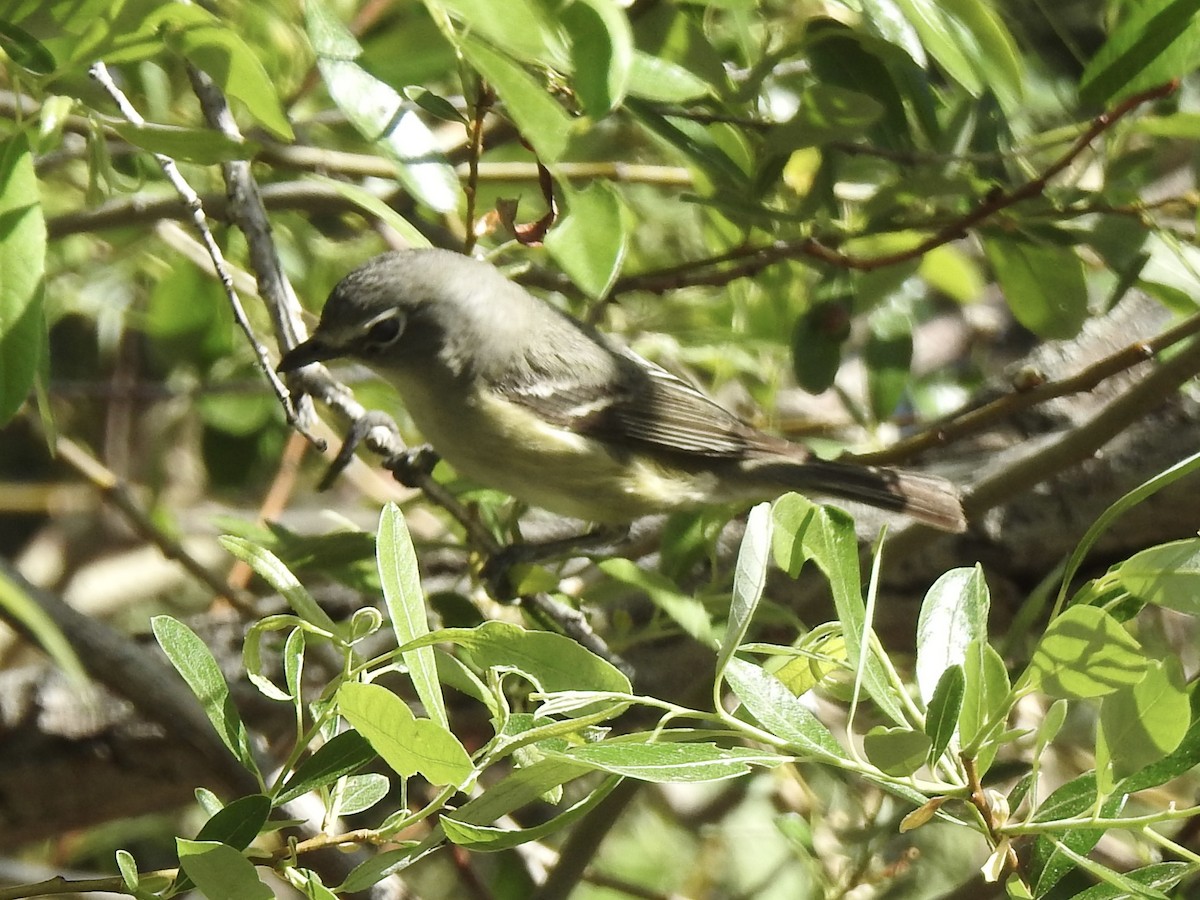 Cassin's Vireo - Victoria Vosburg