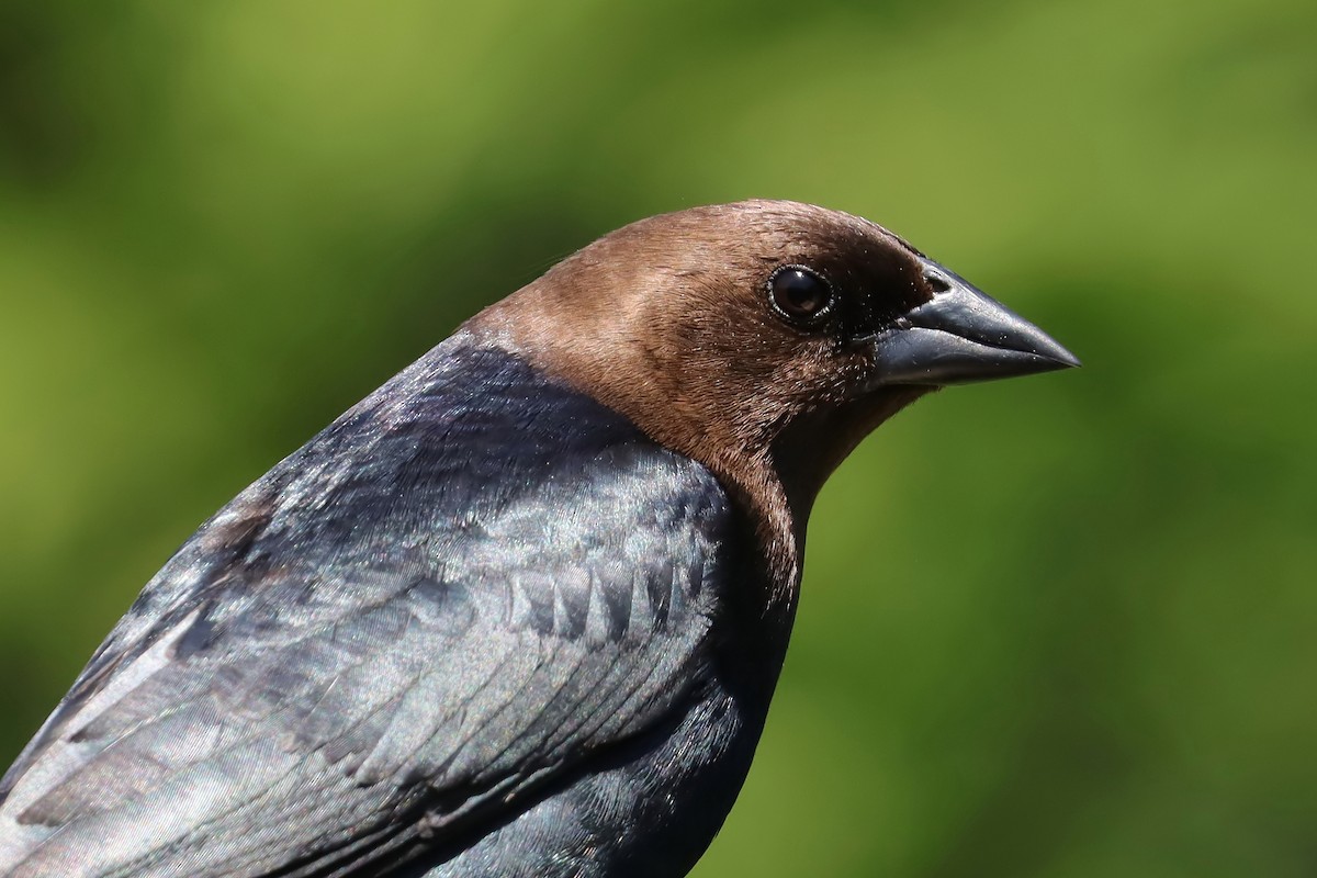 Brown-headed Cowbird - Brenda Bull