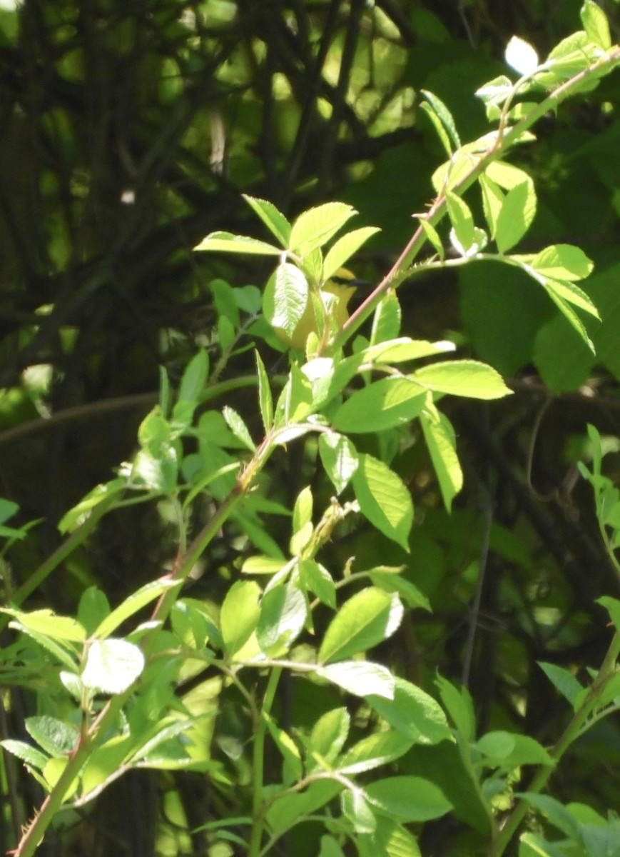 Blue-winged Warbler - Cassie Luke