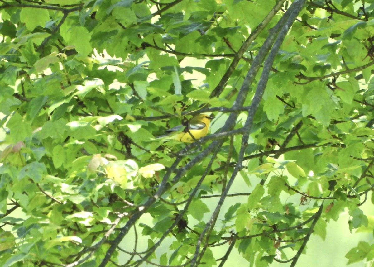 Blue-winged Warbler - Cassie Luke