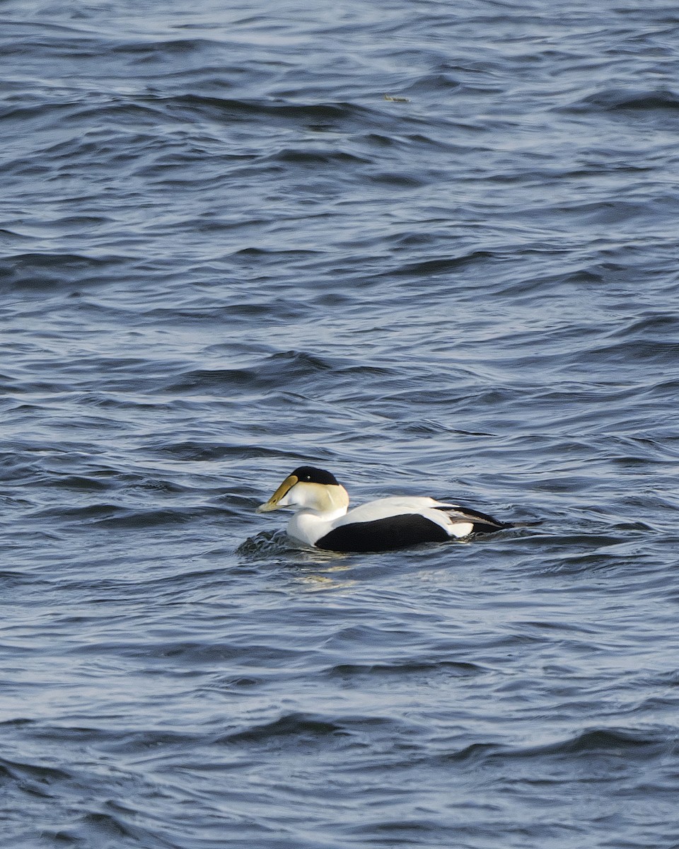 Common Eider - Guillaume Charette