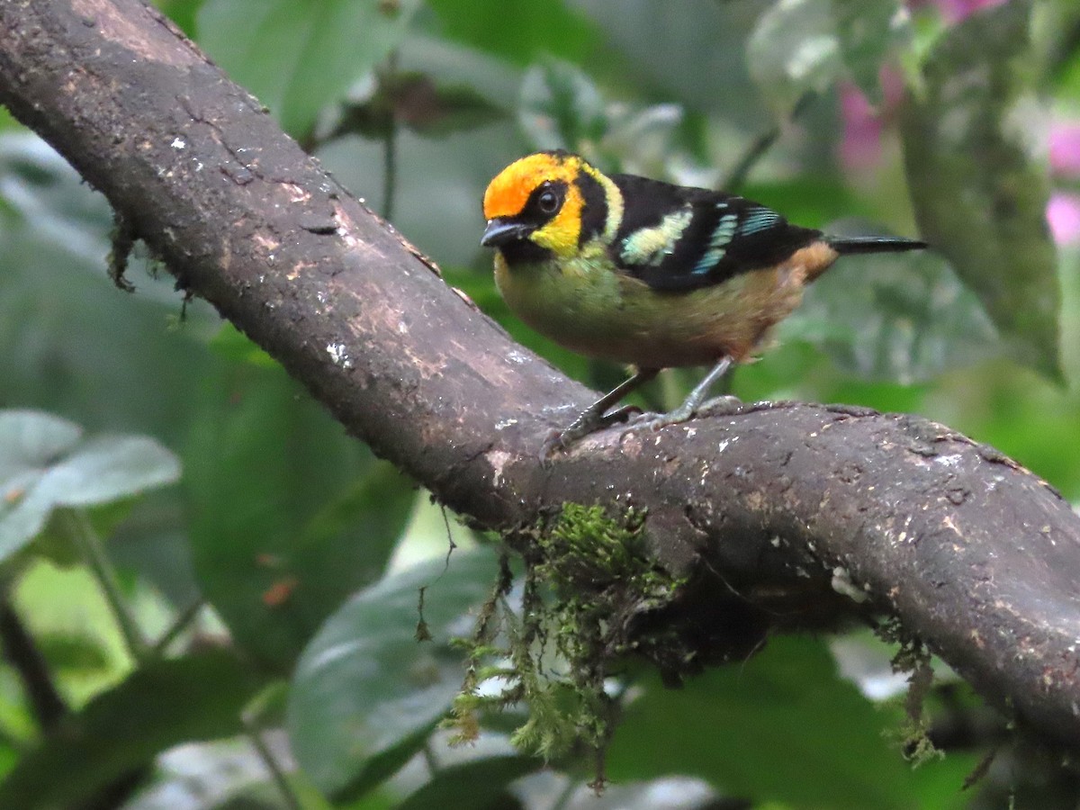 Flame-faced Tanager (Yellow-faced) - Hugo Foxonet