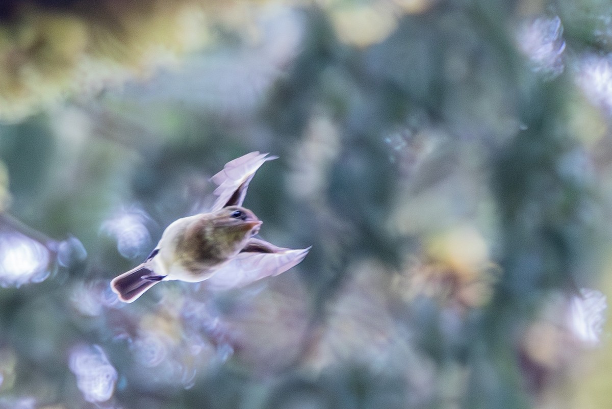 Western Flycatcher - ML619459925