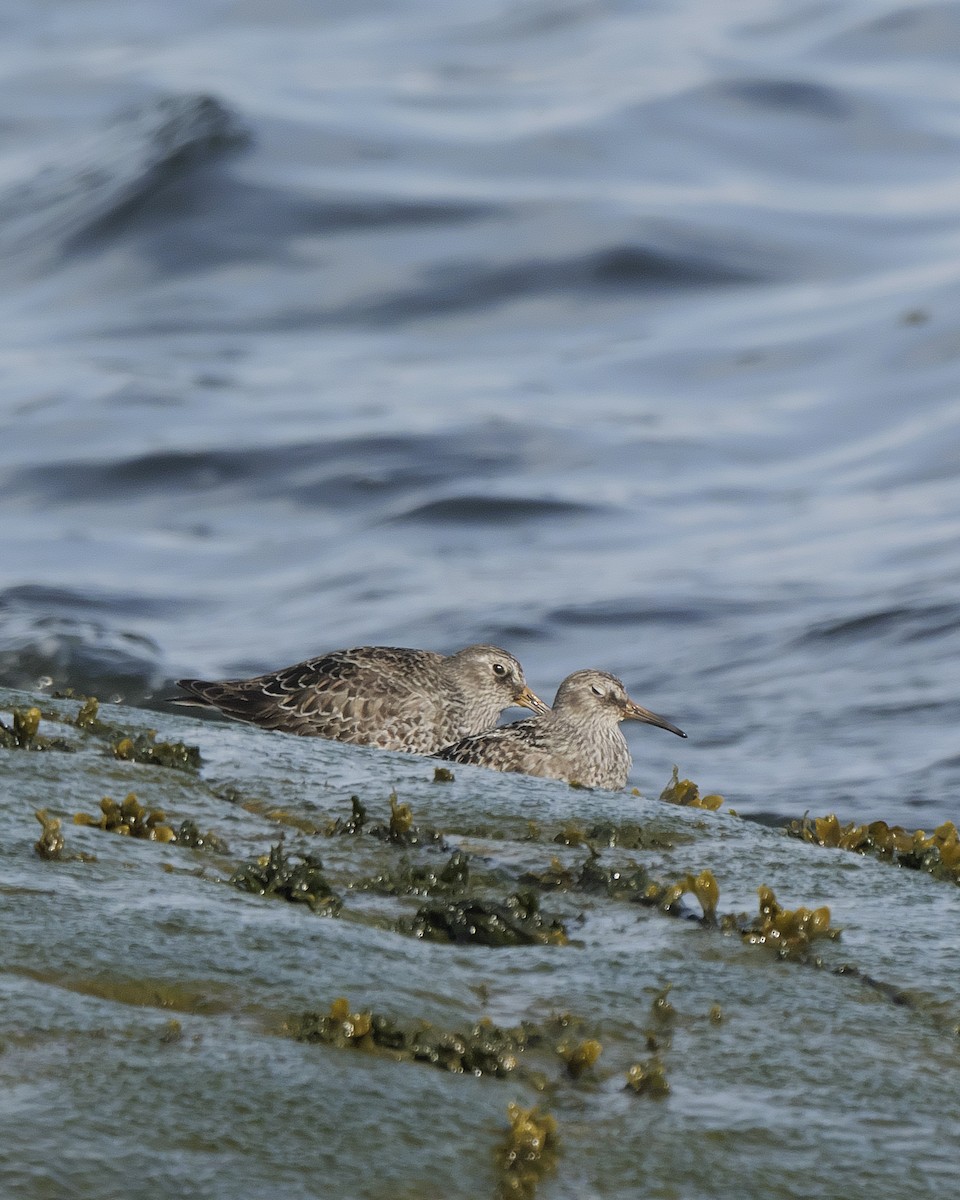 Purple Sandpiper - Guillaume Charette