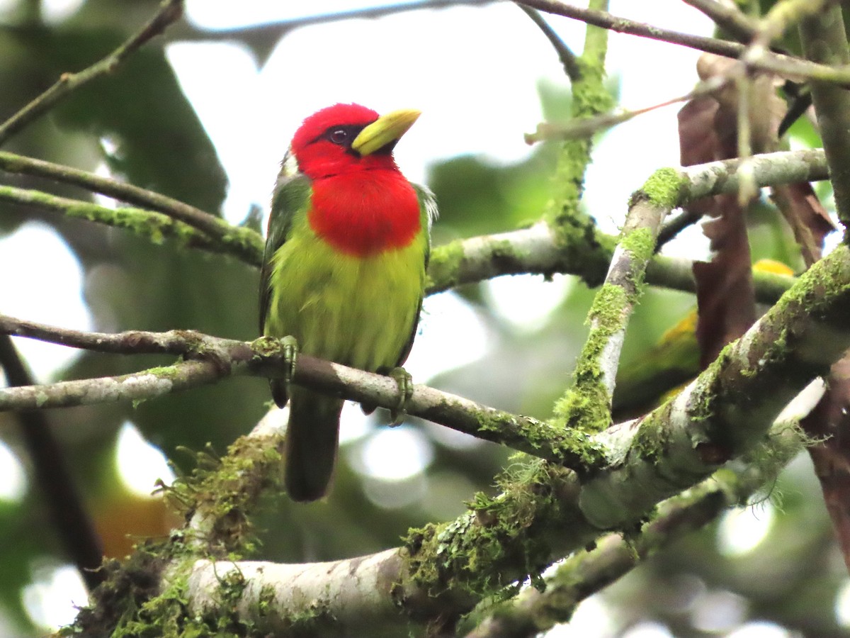 Red-headed Barbet - Hugo Foxonet