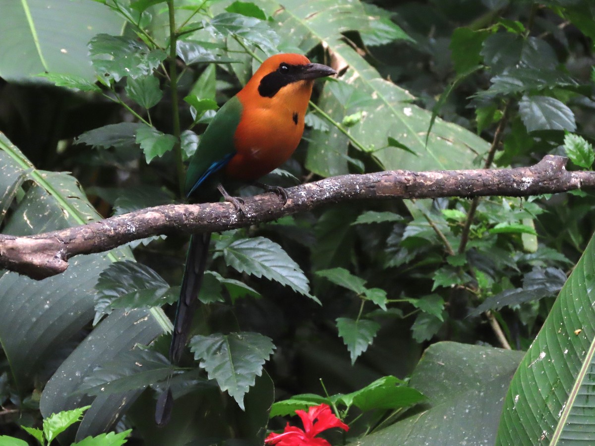 Rufous Motmot - Hugo Foxonet