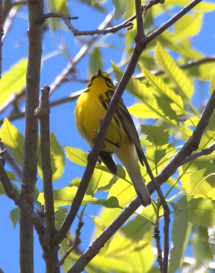 Prairie Warbler - Sue Riffe