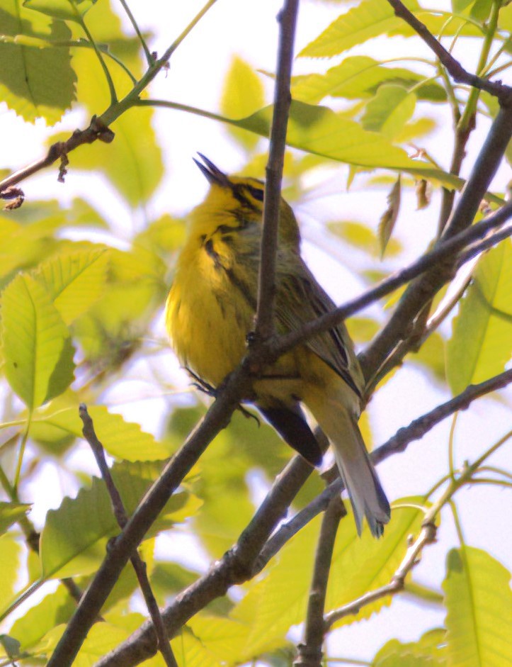 Prairie Warbler - Sue Riffe