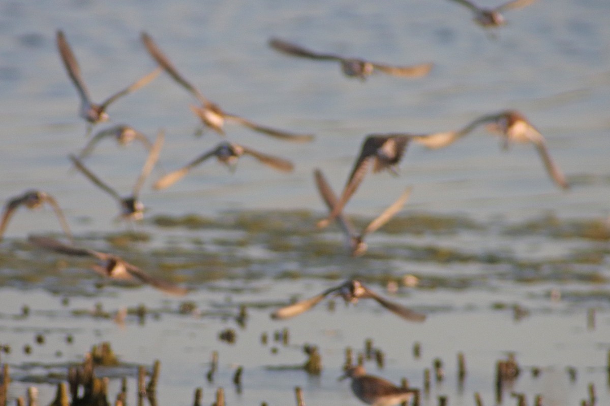 White-rumped Sandpiper - Corey Finger