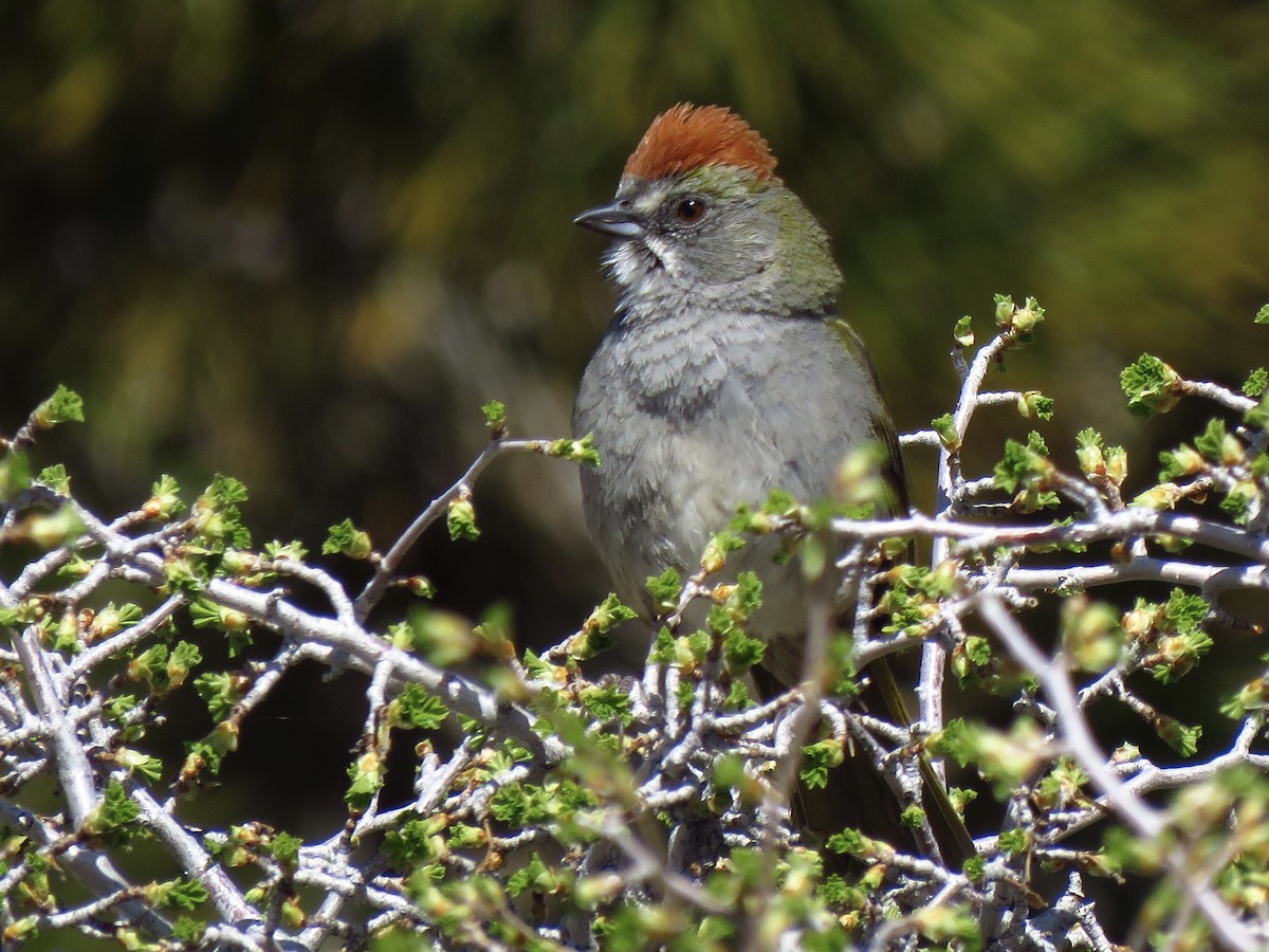 Green-tailed Towhee - Eric Wier