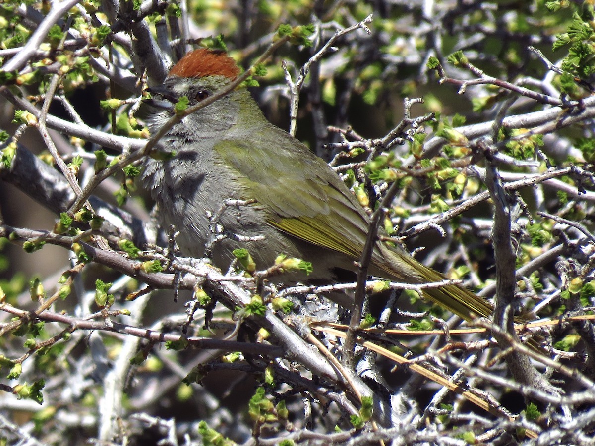 Green-tailed Towhee - ML619459969