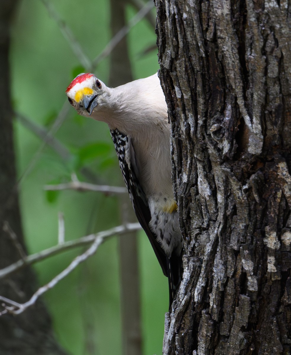 Golden-fronted Woodpecker - Patti Koger