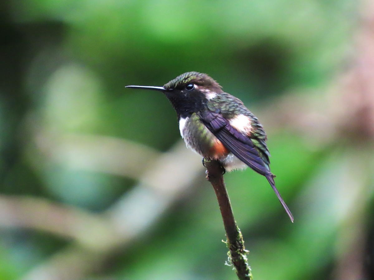 Purple-throated Woodstar - Hugo Foxonet