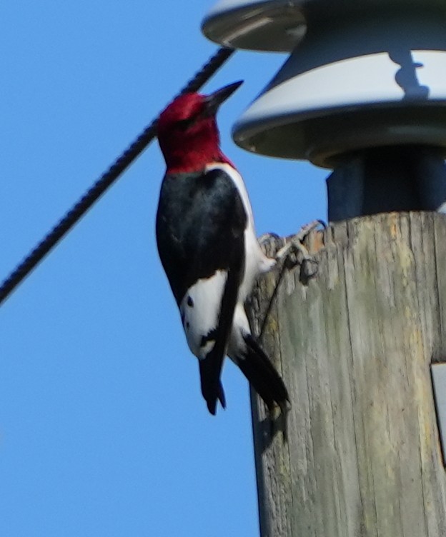 Red-headed Woodpecker - Dave Bowman