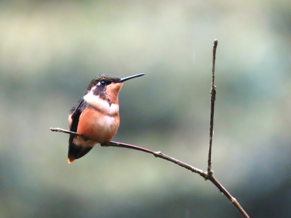 Purple-throated Woodstar - Hugo Foxonet