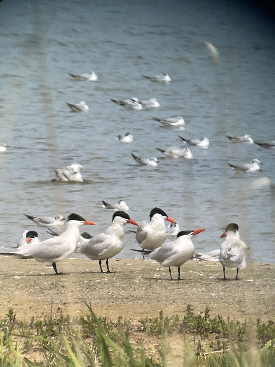 Caspian Tern - Dan Scheiman