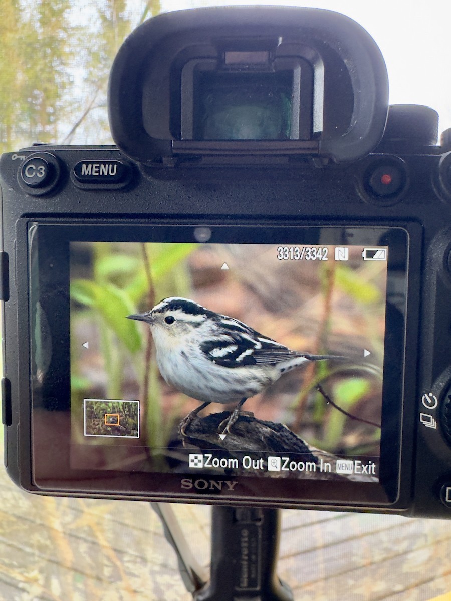 Black-and-white Warbler - David Johnson