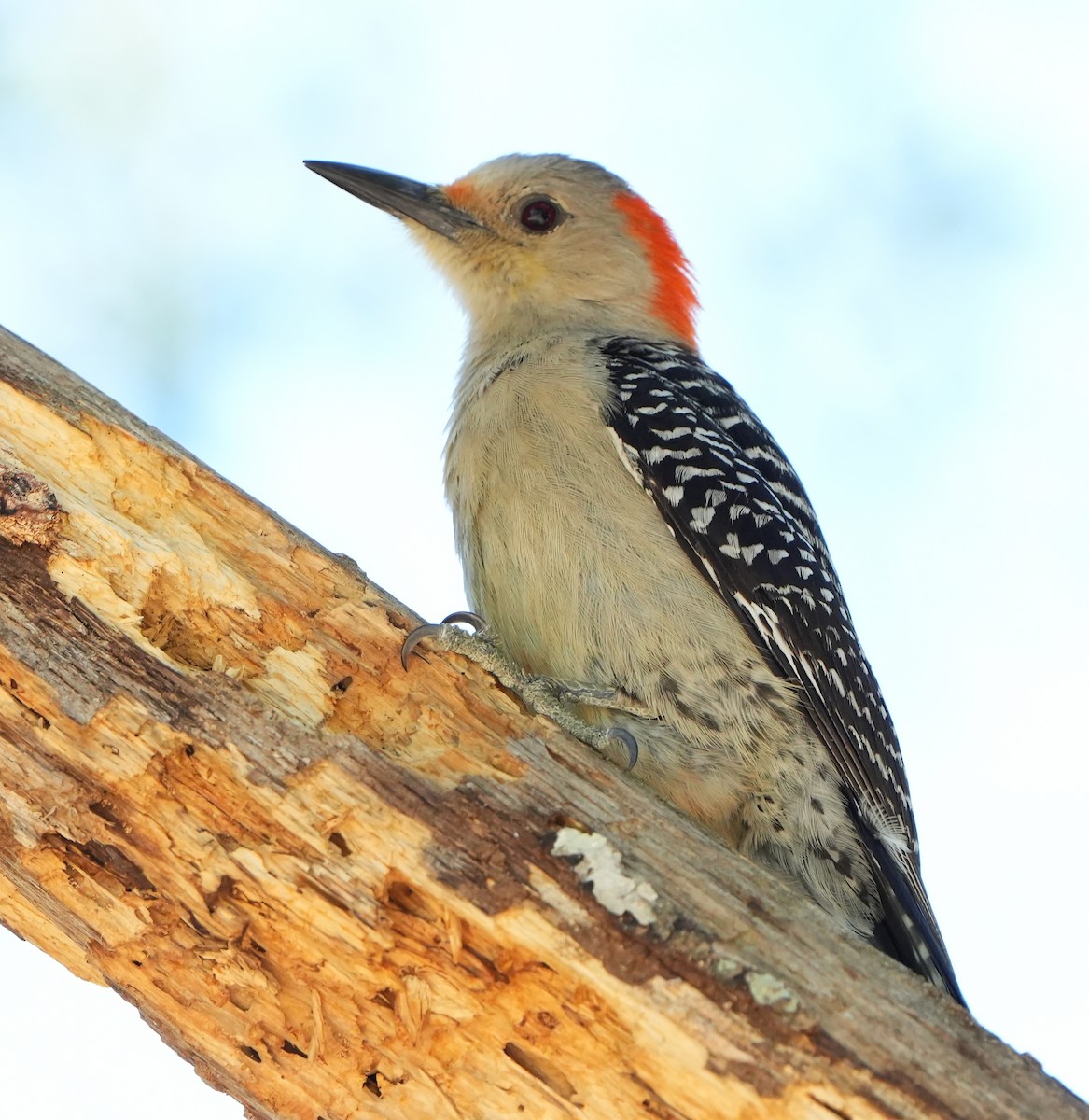 Red-bellied Woodpecker - Dave Bowman