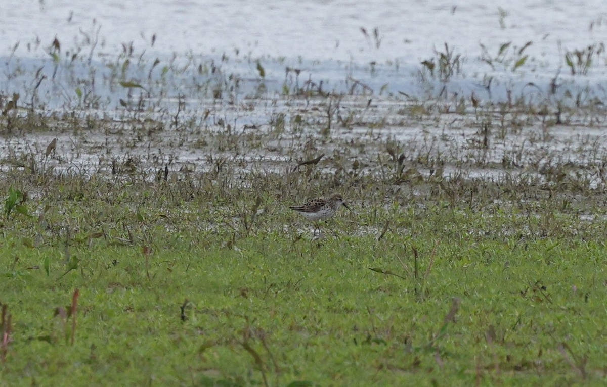 Western Sandpiper - Rob Crawford