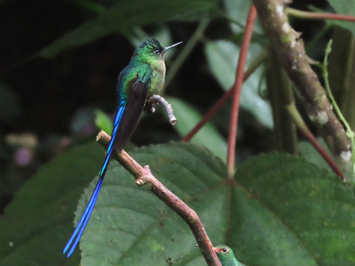 Violet-tailed Sylph - Hugo Foxonet