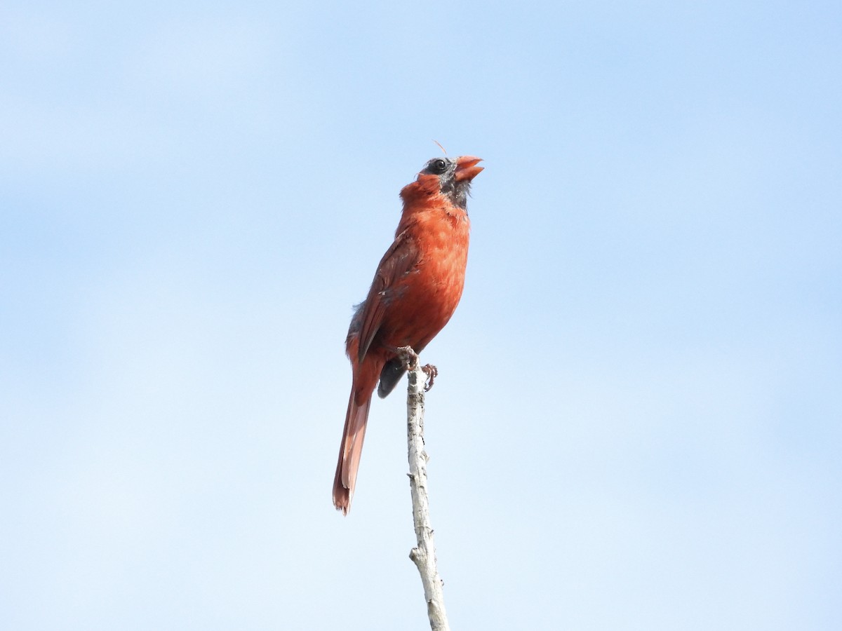 Northern Cardinal - Leann Henderson