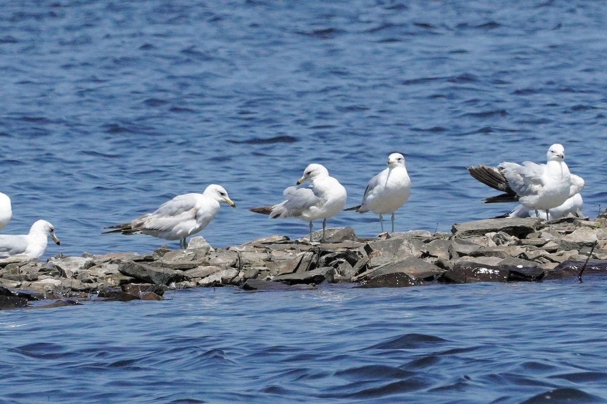 Ring-billed Gull - Keith Wickens