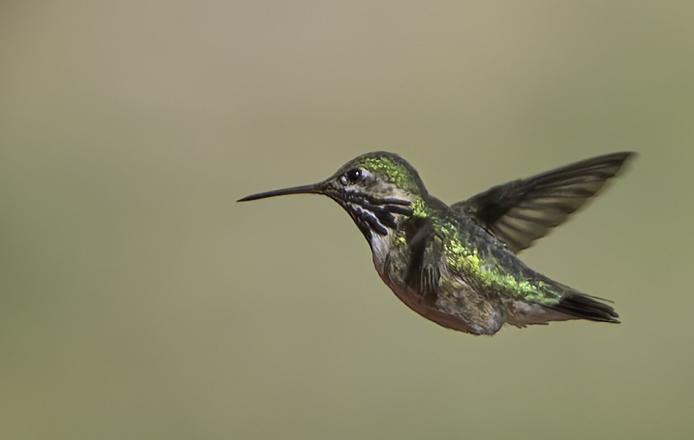 Calliope Hummingbird - Barry McKenzie