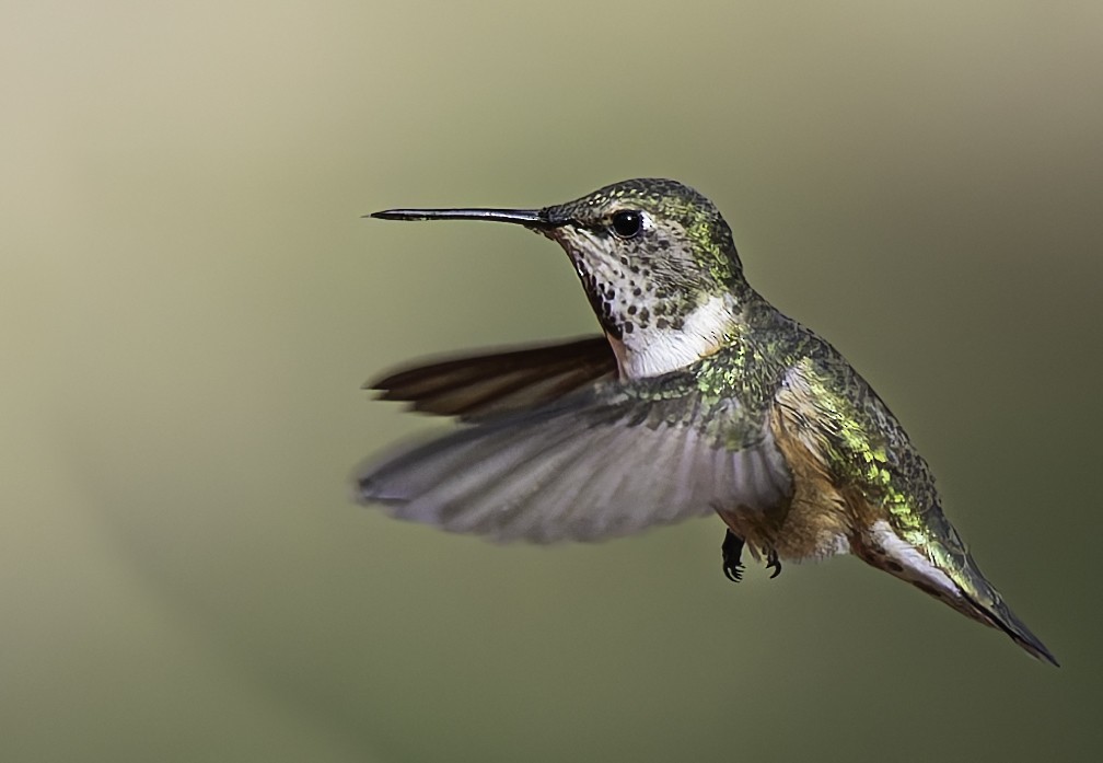 Calliope Hummingbird - Barry McKenzie