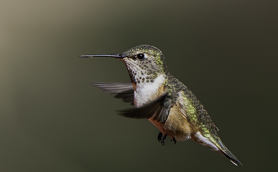 Calliope Hummingbird - Barry McKenzie