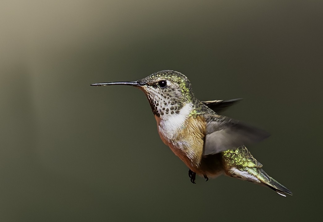 Calliope Hummingbird - Barry McKenzie